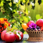 Modern Fruits | MODERNi