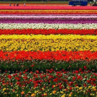 Modern Flower Garden | MODERNi