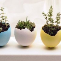 Modern Interior Plants | MODERNi