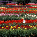 2-tulip-festival-holland-mi