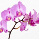 Orchid-Flowers