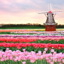 tulips-field-holland