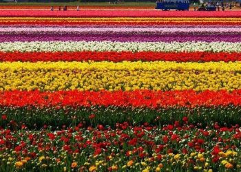 Modern Flower Garden | MODERNi