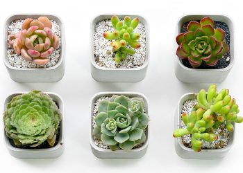 Scoop Planter | Miicon Studio